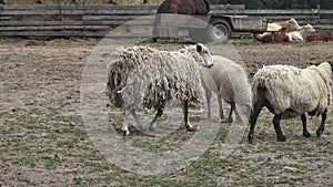 Group of farm animals.