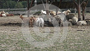 Group of farm animals.