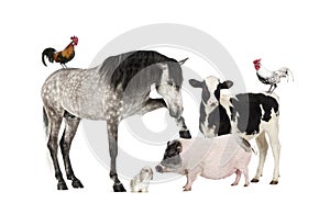 Group of farm animals