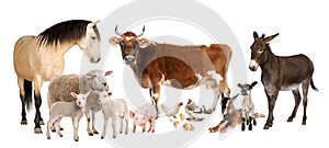 Group of farm animals : cow, sheep, horse, donkey, photo