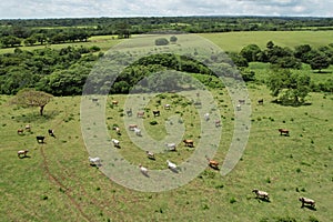 Group of farm animals on green meadow