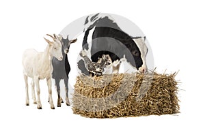 Group of farm animals standing next and on a straw bale