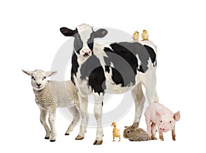 Group of farm animals