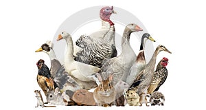 Group of farm birds and rodents, isolated