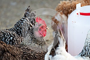 Group of farm chickens in the corral looking for food