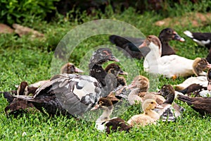 Several ducks rest on ground