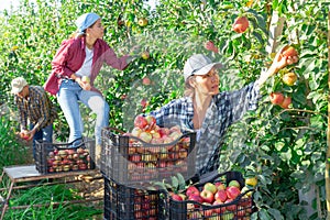 Group of farm workers harvesting apples at orchard