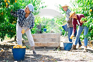 Group of farm workers harvesting crop of ripe peaches at garden