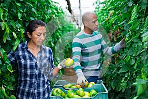 Group of farm workers picking green tomatoes
