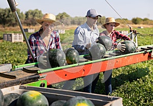 Group of farm workers picking watermelons, working on harvesting platform on field