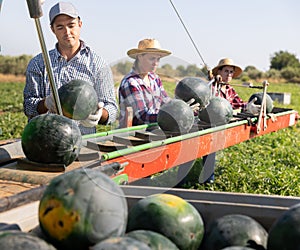 Group of farm workers picking watermelons, working on harvesting platform on field