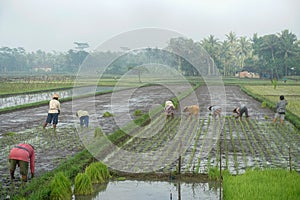 A group of farmer planting rice together this activity called tandur in Javanese language.