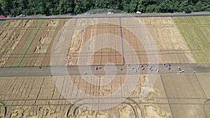 A group of farmers in a field with wheat. aerial video