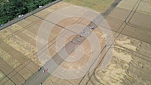 A group of farmers in a field with wheat. aerial video