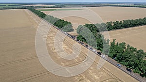 A group of farmers in a field with wheat. aerial video