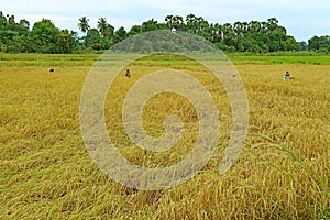 Group of Farmers Harvesting Rice Plants by Hand, the Farmland in Northern Region of Thailand