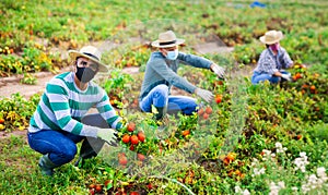 Farmworkers in protective masks checking diseased tomatoes on field