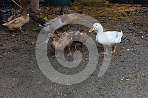 The group farn animal is black and white duck,white goose eatting in the garden