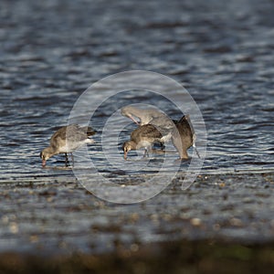 group of feeding godwits