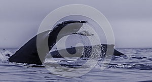 A group of feeding humpback whales, exposing back and fluke at p