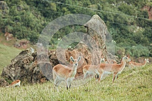 Group of female Antelope in nature eating