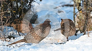 Group Female Common Pheasant Phasianus colchicus in the wild