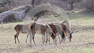 Group of female deer grazing