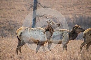 Group of female elk in a field of grass