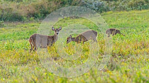 A group of female hog deers feeding on grass in the grassland