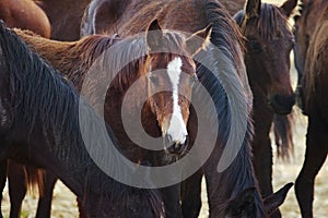 group of female horses drinking water at farm bowl