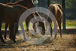 group of female horses eating dry grass at ranch farm