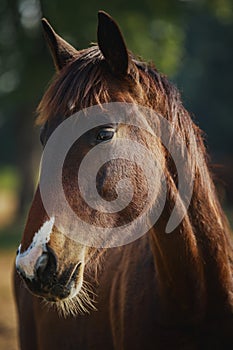 group of female horses eating dry grass at ranch farm