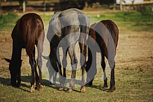 group of female horses eating dry grass at ranch farm