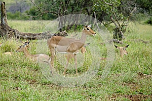 Group of female impalas in the wild