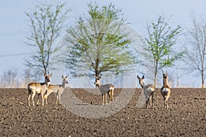 Group of female and male roe deer stands on crop field. Capreolus capreolus
