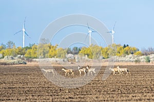 Group of female and male roe deer walks across crop field. Capreolus capreolus