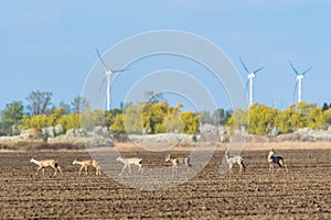 Group of female and male roe deer walks across crop field. Capreolus capreolus