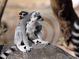 Group of females Ring-tailed Lemur, Lemur catta, playing with cub