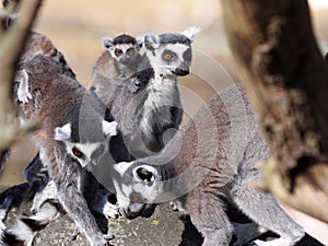 Group of females Ring-tailed Lemur, Lemur catta, playing with cub