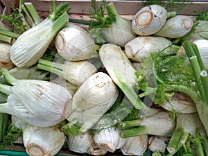 Group of fennels at the market