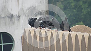 group of feral wild pigeon sitting on roof of house domestic