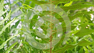 Group of fern with spore