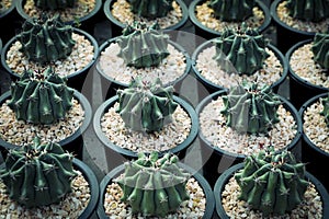 Group of ferocactus growthing in planting pot