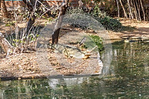 Group of ferocious crocodiles or alligators basking in sun