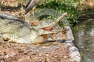 Group of ferocious crocodiles or alligators basking in sun