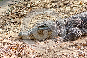 Group of ferocious crocodiles or alligators basking in sun