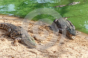 Group of ferocious crocodiles or alligators basking in sun