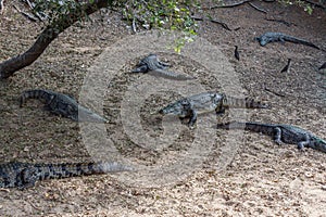 Group of ferocious crocodiles or alligators basking in sun