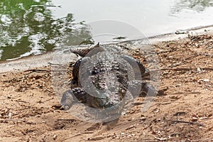 Group of ferocious crocodiles or alligators basking in sun