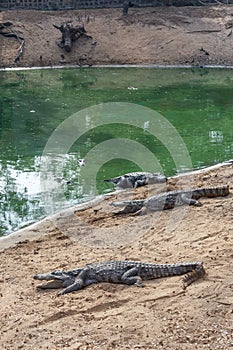 Group of ferocious crocodiles or alligators basking in sun